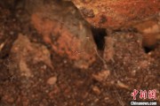 六爻教程江西发现蜘蛛新物种 为研究呵叻蛛属适应区域提供依据
