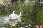 六爻教程吉林：罕见白鸬鹚连续两年“故地重游”