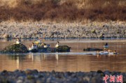 六爻教程歙县完成安徽首个县域生物多样性调查 共记录物种近4千种